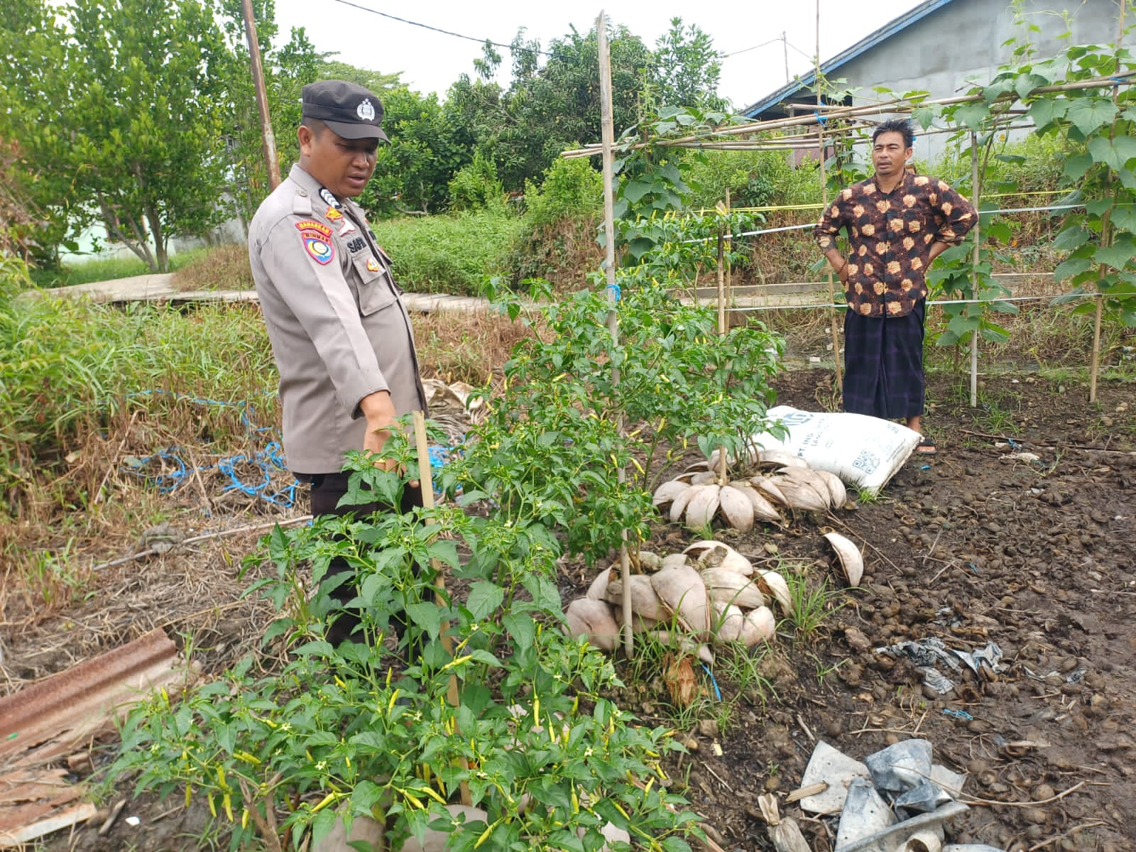Pastikan Tanaman Tumbuh Subur, Bhabinkamtibmas Polsek Pelangiran Laksanakan Pemupukan Kebun Cabai