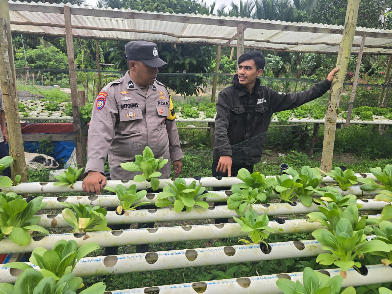 Bhabinkamtibmas Polsek Pelangiran Pantau Perkembangan Tanaman Hidroponik di Desa Tanjung Simpang