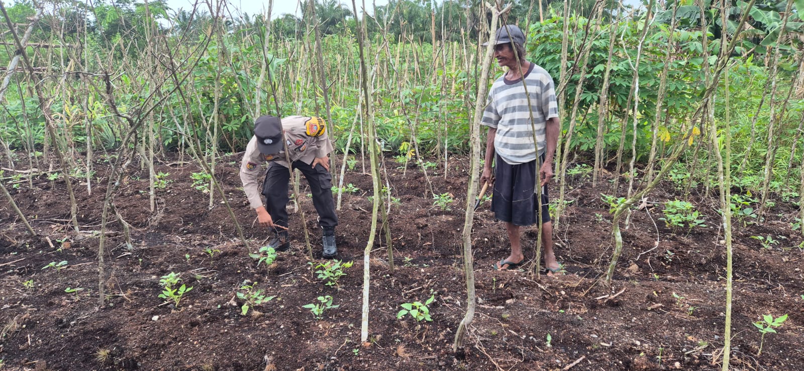 Babinkamtibmas Polsek Pelangiran Pantau Perkembangan Ubi Kayu dan Jahe di Desa Tagagiri Tama Jaya