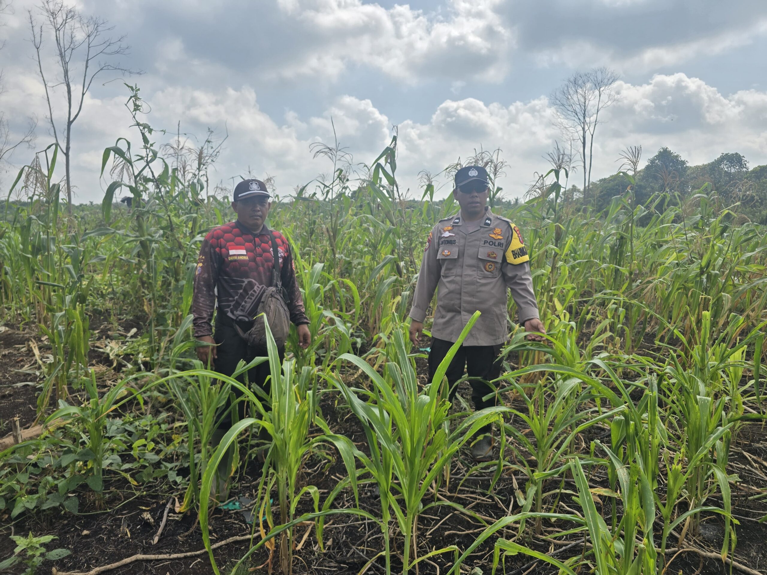 Bhabinkamtibmas Polsek Pelangiran Pantau Perkembangan Kebun Jagung untuk Dukung Ketahanan Pangan