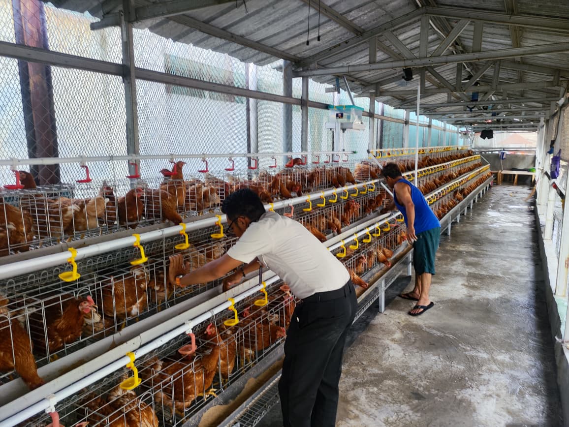 Rutan Cipinang Optimalkan Pembinaan Kemandirian melalui Budidaya 500 Ekor Ayam Petelur